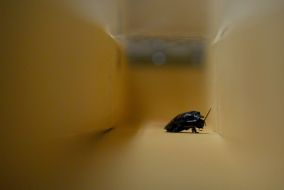 Races of madagaskar cockroaches