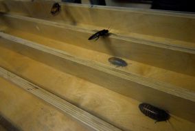 Races of madagaskar cockroaches