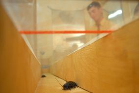 Races of madagaskar cockroaches