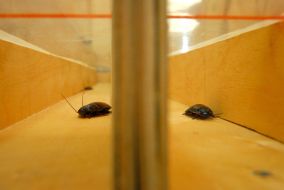 Races of madagaskar cockroaches