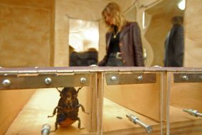 Races of madagaskar cockroaches