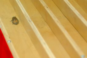 Races of madagaskar cockroaches