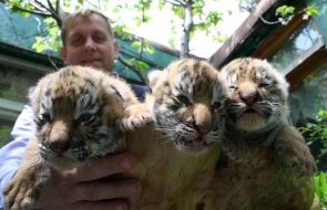 Новорожденные тигрята