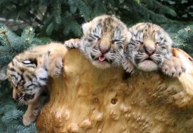 Новорожденные тигрята