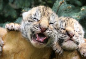 Новорожденные тигрята