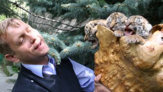 Новорожденные тигрята