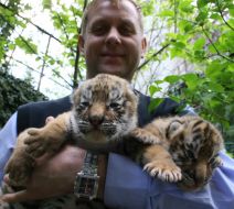 Новорожденные тигрята