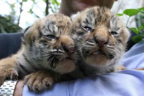 Новорожденные тигрята