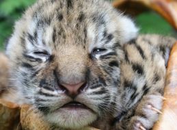 Новорожденный тигренок