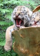 Новорожденные тигрята