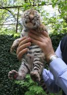 Новорожденный тигренок