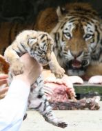 Новорожденный тигренок