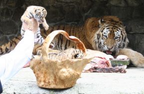 Новорожденный тигренок