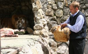 Новорожденные тигрята