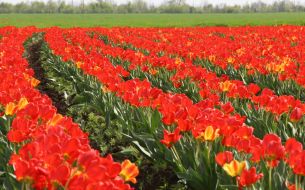 Тюльпановая плантация в с. Янтарное