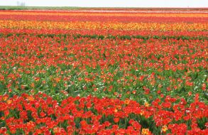 Тюльпановая плантация в с. Янтарное