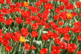 Тюльпановая плантация в с. Янтарное