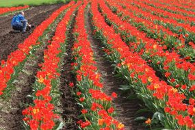 Тюльпановая плантация в с. Янтарное