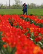 Тюльпановая плантация в с. Янтарное