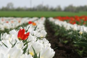 Тюльпановая плантация в с. Янтарное