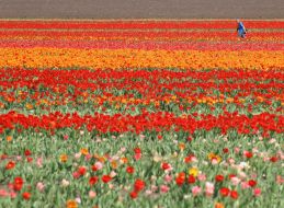 Тюльпановая плантация в с. Янтарное