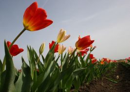 Тюльпановая плантация в с. Янтарное