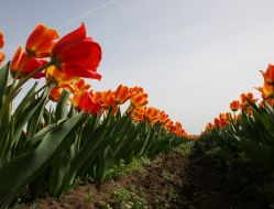 Тюльпановая плантация в с. Янтарное