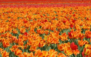 Тюльпановая плантация в с. Янтарное