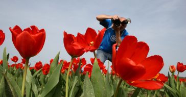 Тюльпановая плантация в с. Янтарное