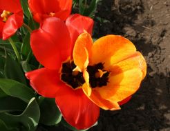 Тюльпановая плантация в с. Янтарное