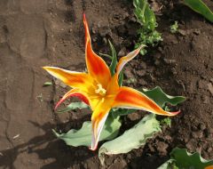 Тюльпановая плантация в с. Янтарное