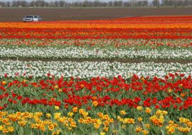 Тюльпановая плантация в с. Янтарное