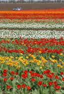 Тюльпановая плантация в с. Янтарное
