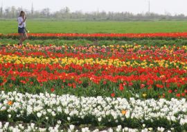Тюльпановая плантация в с. Янтарное