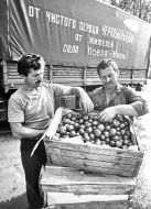 Tomatoes for the liquidators of failure