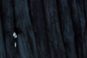 Fortress on an island Khortitsa