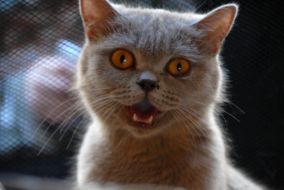 Выставка котов в Севастополе