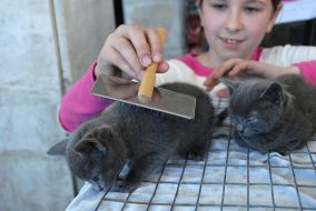 Выставка котов в Севастополе