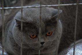 Выставка котов в Севастополе