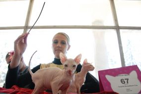 Выставка котов в Севастополе