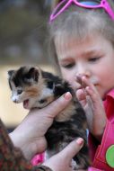 Выставка котов в Севастополе