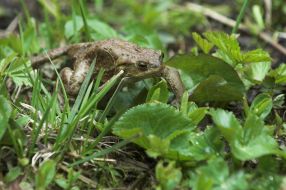 Квіти на березі озера Синевир