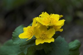 Квіти на березі озера Синевир