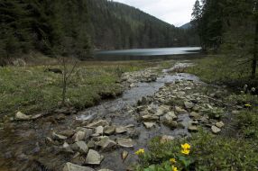 Квіти на березі озера Синевир