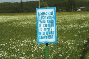 Долина нарцисів