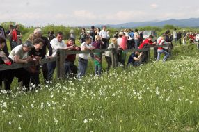Долина нарцисів