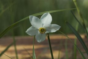 Долина нарцисів