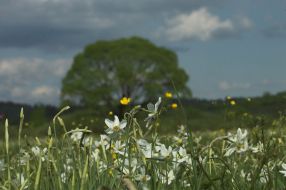 Долина нарцисів