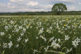 Долина нарцисів