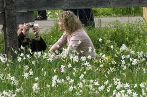 Долина нарцисів